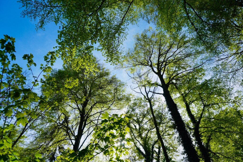 green trees under blue sky during daytime